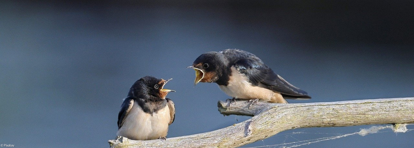 Zwei Vögel keifen sich an